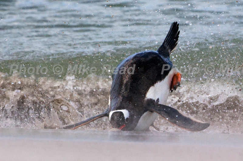 Gentoo penguin Pygoscelis papua adult landing beak first after returning from feeding foray Blaker Island Falkland Islands