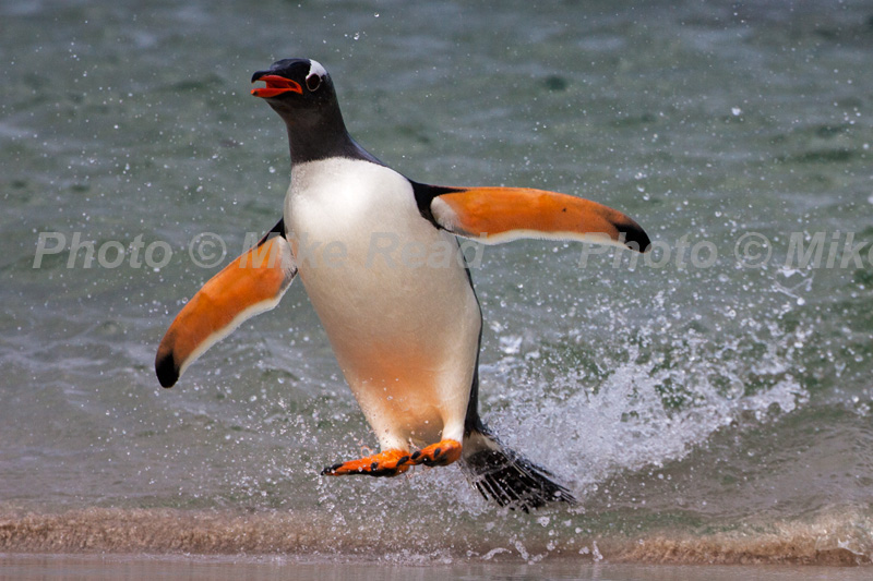 Gentoo penguin Pygoscelis papua jumping out of sea to avoid predators Bleaker Island Falkland Islands