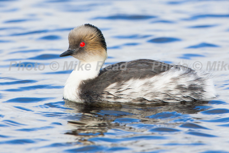 Silvery grebe Podiceps occipitalis swimming on a pond Sea Lion Island Falkland Islands