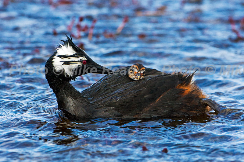 White-tufted grebe Rollandia rolland rolland adult feeding chick on pond near Gypsy Cove East Falkland Falkland Islands