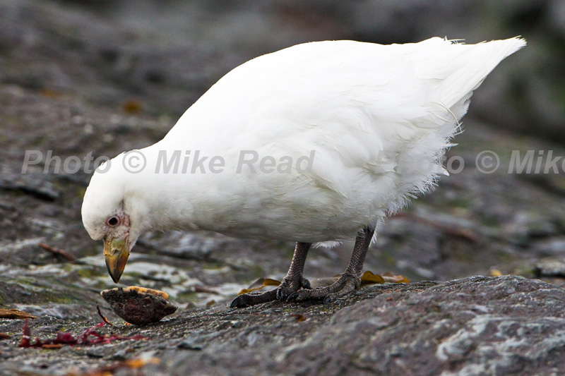 Pale-faced sheathbill Chionis albus feeding on limpet Sea Lion Island Falkland Islands