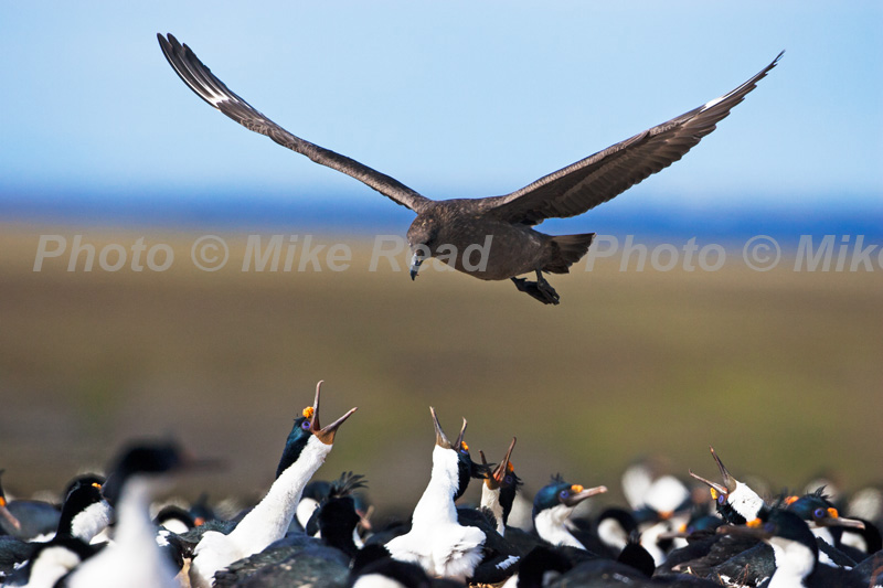 Falkland OR Brown skua Catharacta antarctica flying over Imperial shag nesting colony looking for unguarded eggs Bleaker Island Falkland Islands