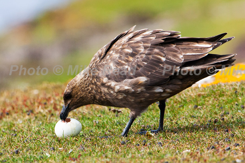 Falkland OR Brown skua Catharacta antarctica feeding on Imperial shag's egg Saunders Island Falkland Islands