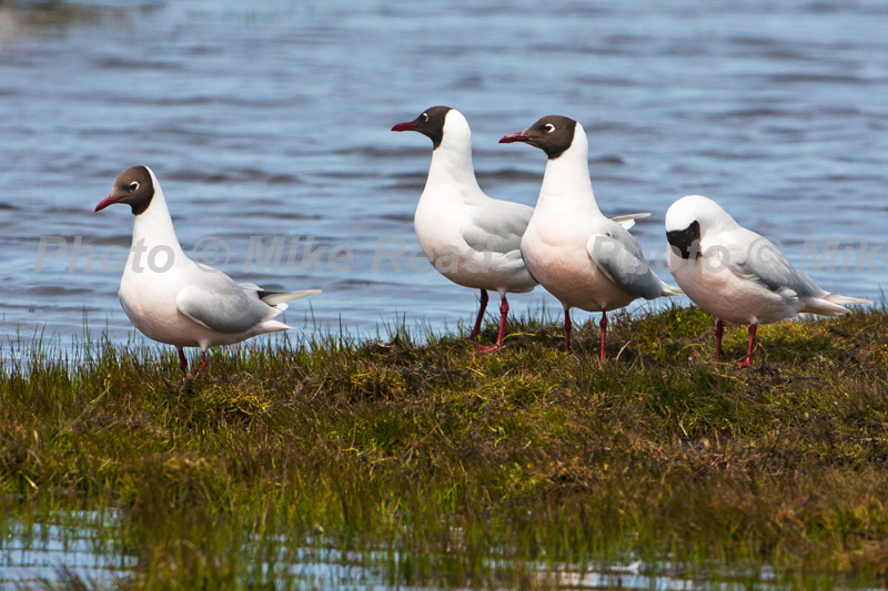 Brown-hooded gull Larus maculipennis four birds on small island in pond Bleaker Island Falkland Islands