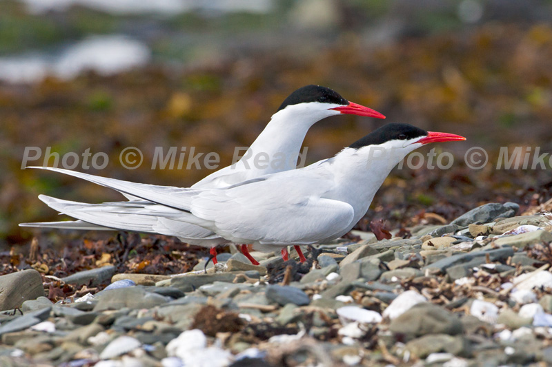 South American tern Sterna hirundinacea pair Bleaker Island Falkland Islands