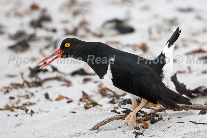 Magellanic oystercatcher Haematopus leucopodus adult on beach calling and displaying Sea Lion Island Falkland Islands
