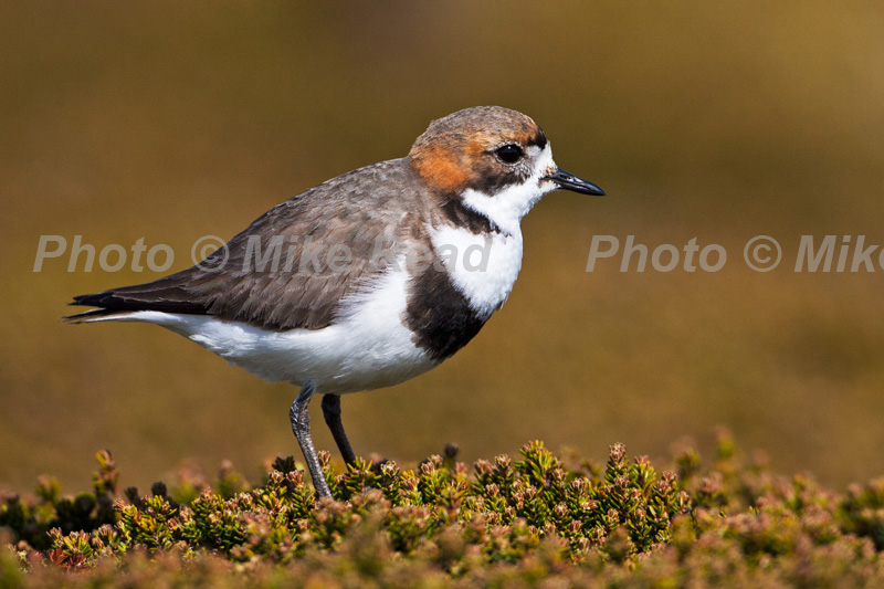 Two-banded plover Charadrius falklandicus perched on Diddle-dee Empetrum rubrum Saunders Island Falkland Islands