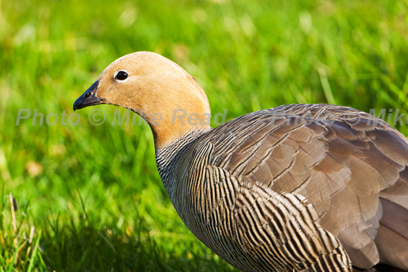 Ruddy-headed goose Chloephaga rubidiceps adult on grassland Darwin East Falkland Falkland Islands