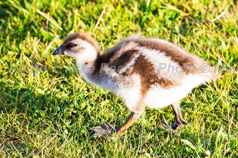 Ruddy-headed goose Chloephaga rubidiceps gosling on grassland Darwin East Falkland Falkland Islands