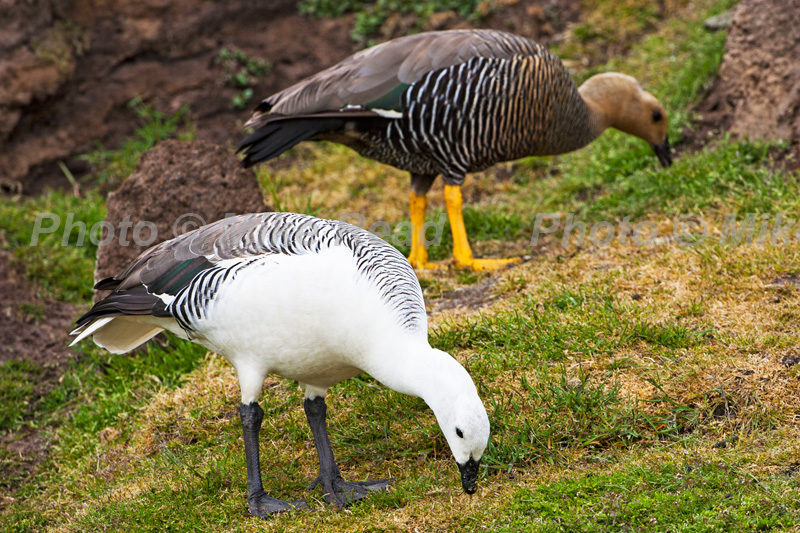 Upland goose Chloephaga picta leucoptera pair feeding on grassland Saunders Island Falkland Islands