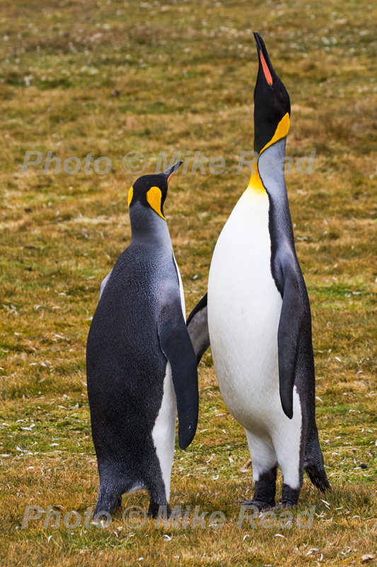 King penguin Aptenodytes patagonicus two adults one sky pointing near breeding colony Volunteer Point Falkland Islands November 2015