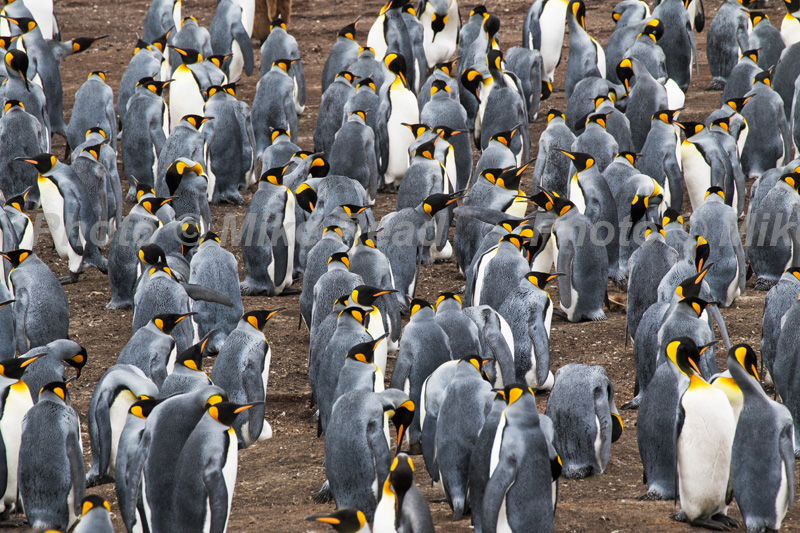 King penguin Aptenodytes patagonicus adults at breeding colony Volunteer Point Falkland Islands November 2015