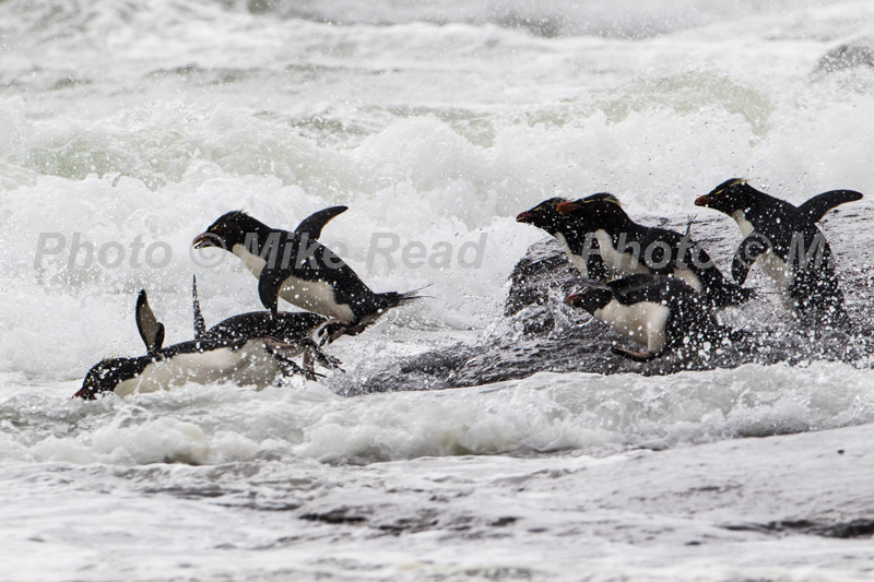 Rockhopper penguin Eudyptes chryscome group crashing through waves The Neck Saunders Island Falkland Islands November 2015