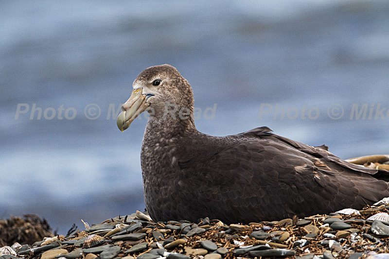 Southern giant petrel Macronectes giganteus on the nest Bleaker Island Falkland Islands November 2015