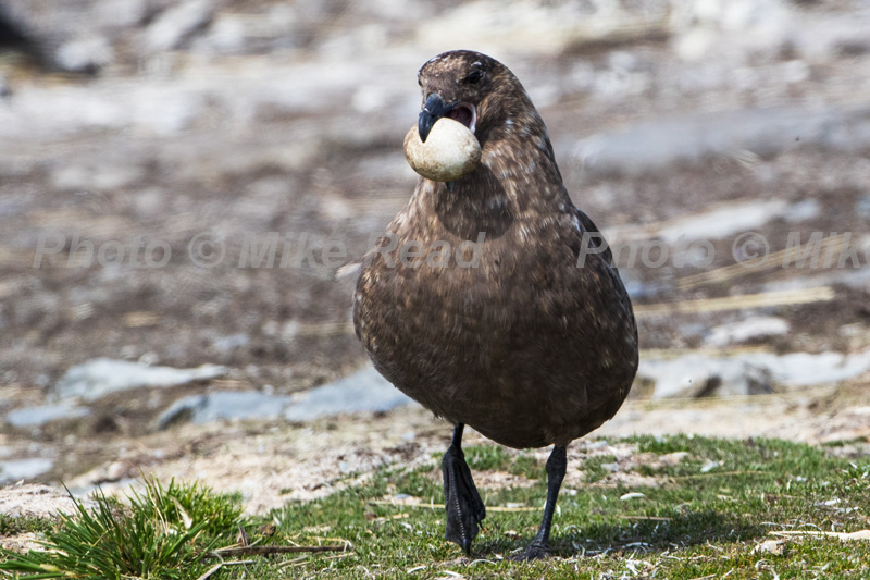 Falkland skua Catharacta antarctica with Rockhopper penguin egg Bleaker Island Falkland Islands November 2015