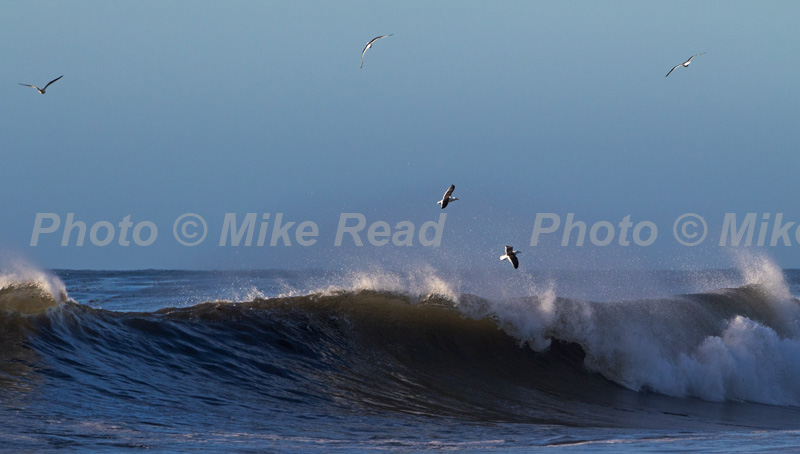 Waves crashing onto the shore with Kelp gulls Larus dominicanus flying above, Sea Lion Island, Falkland Islands November 2015