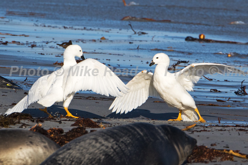 Kelp goose Chloephaga hybrida malvinarum rival males in territorial dispute amongst Southern elephant seals Mirounga leonina Sea Lion Island Falkland Islands November 2015