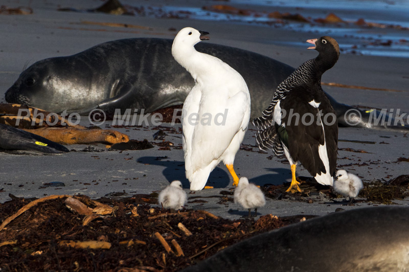 Kelp goose Chloephaga hybrida malvinarum pair in bonding display after battle with intruding male Sea Lion Island Falkland Islands November 2015