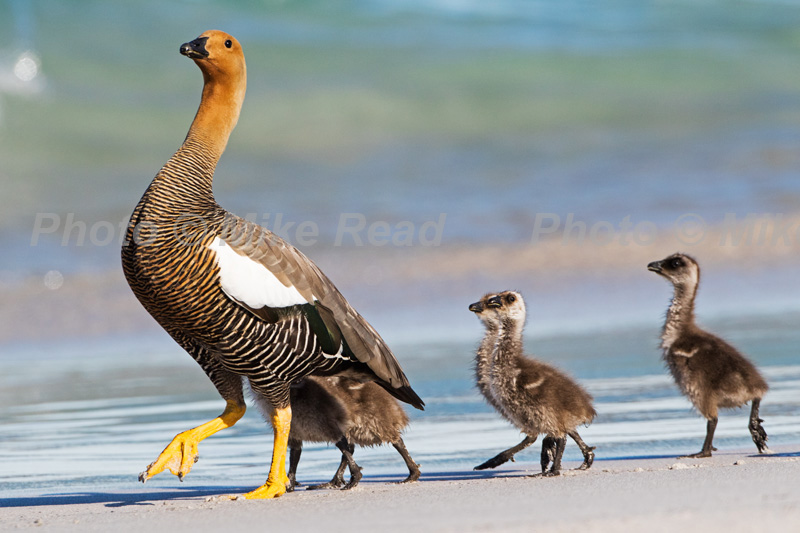 Upland goose Chloephaga picta leucoptera female and goslings walking along a beach Bleaker Island Falkland Islands November 2015
