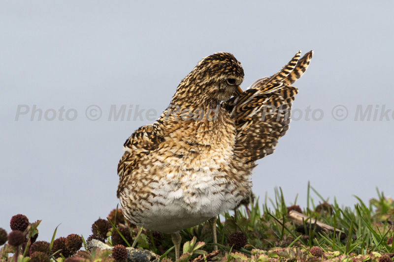 South American snipe Gallinago paraguaiae preening amongst Prickly bur Acaena magellanica Sea Lion Island Falkland Islands UK November 2015