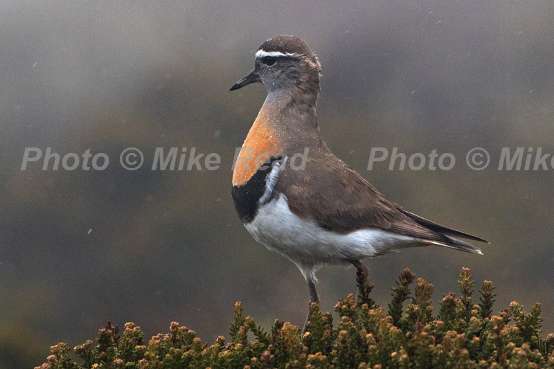 Rufous-chested dotterel Charadrius modestus perched on Diddle-dee Empetrum rubrum in rain and mist Saunders Island Falkland Islands UK November 2015
