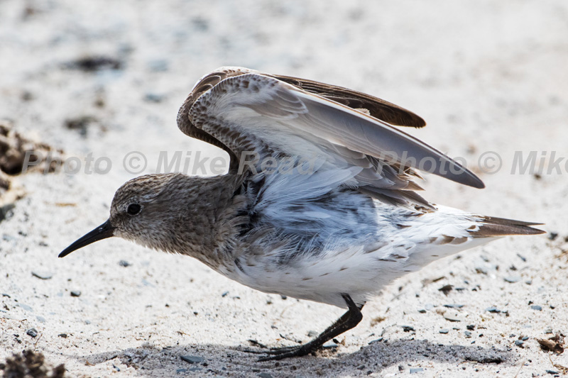 White-rumped sandpiper Calidris fuscicollis wing stretching on a beach Sea Lion Island Falkland Islands UK November 2015