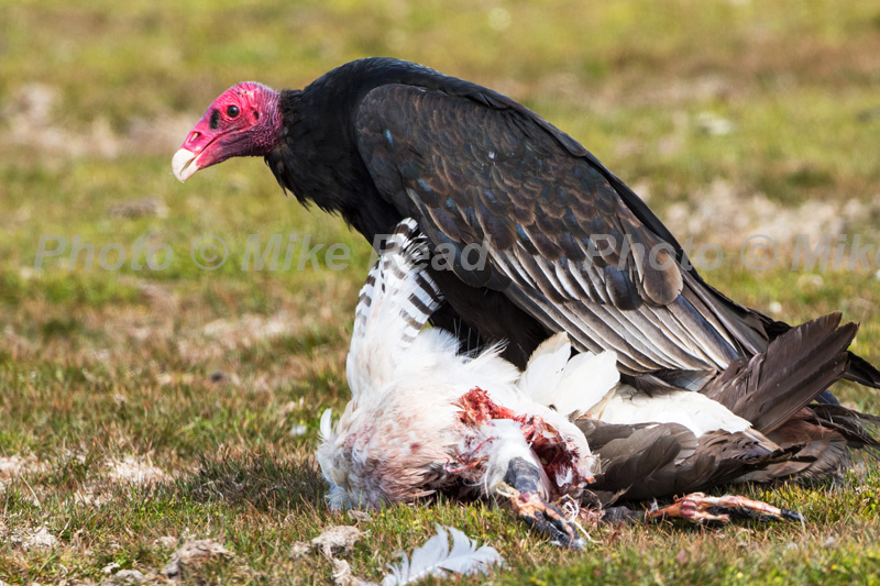 Turkey vulture Cathartes aura jota eeding on dead Upland goose Chloephaga picta leucoptera Bleaker Island Falkland Islands UK November 2015