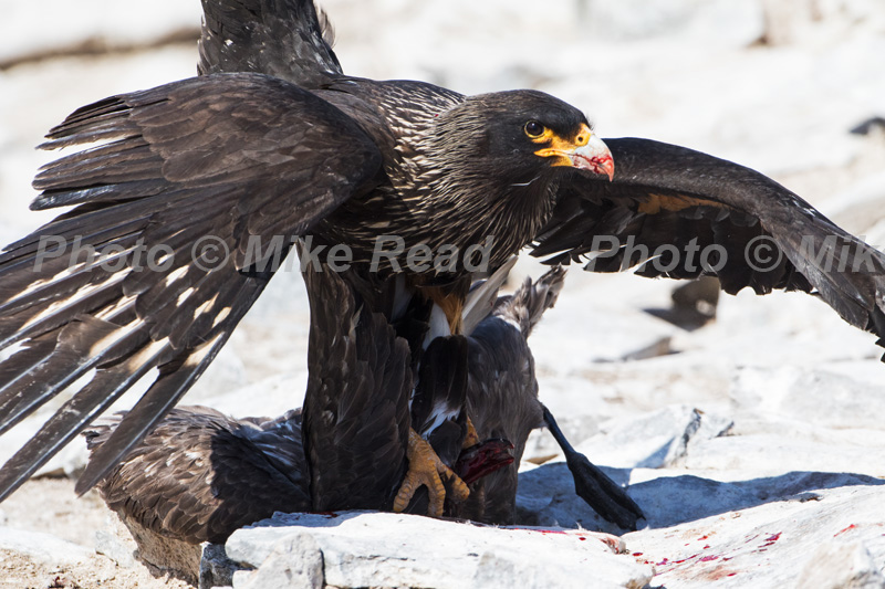 Striated caracara Phalcoboenus australis killing a Falkland Skua Catharacta antarctica on a beach Sea Lion Island Falkland Islands UK November 2015