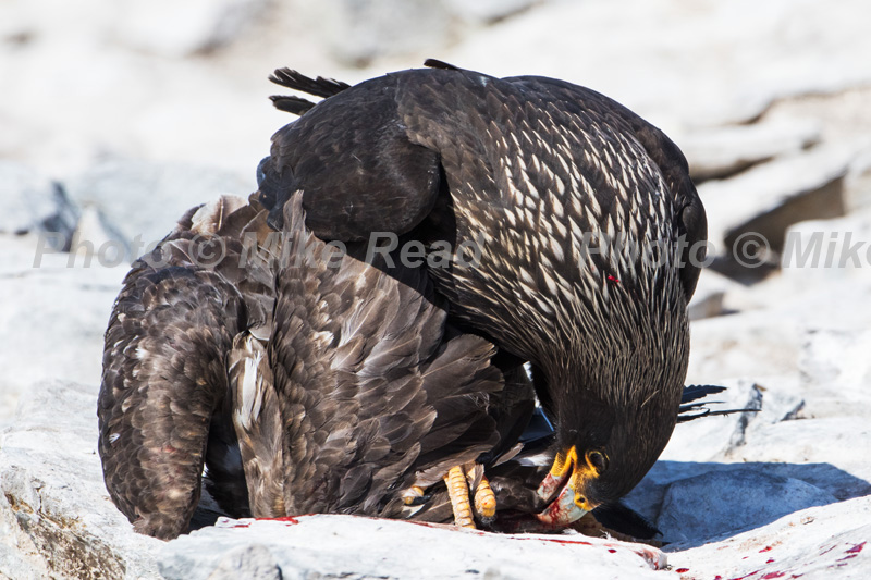 Striated caracara Phalcoboenus australis killing a Falkland Skua Catharacta antarctica on a beach Sea Lion Island Falkland Islands UK November 2015