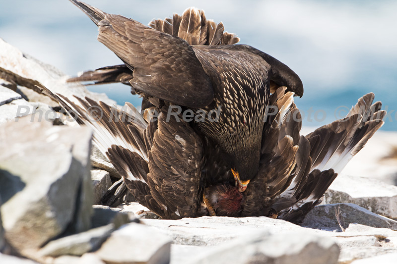 Striated caracara Phalcoboenus australis killing a Falkland Skua Catharacta antarctica on a beach Sea Lion Island Falkland Islands UK November 2015