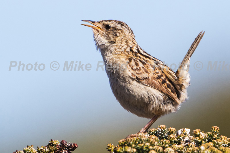 Falkland grass wren Cistothorus platensis falklandicus singing from Diddle-dee Empetrum rubrum Sea Lion Island Falkland Islands UK November 2015
