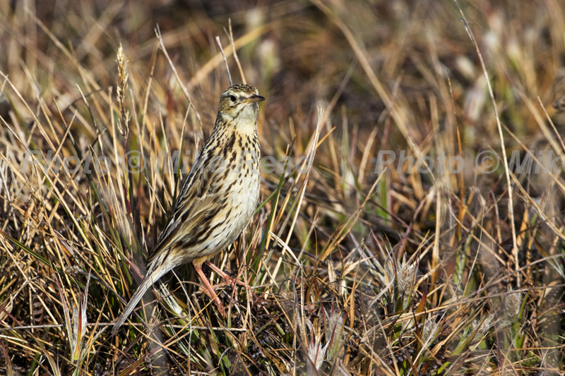 Falkland pipit Anthus correndera grayi amongst grasses Sea Lion Island Falkland Islands UK November 2015