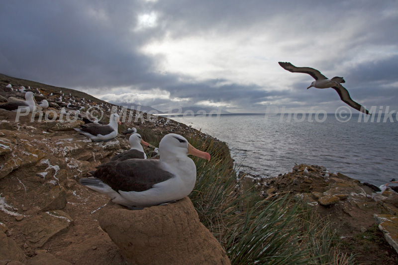 Black-browed albatross Thalassarche melanophrys nesting colony and one in flight Saunders Island Falkland Islands British Overseas Territory UK November 2016
