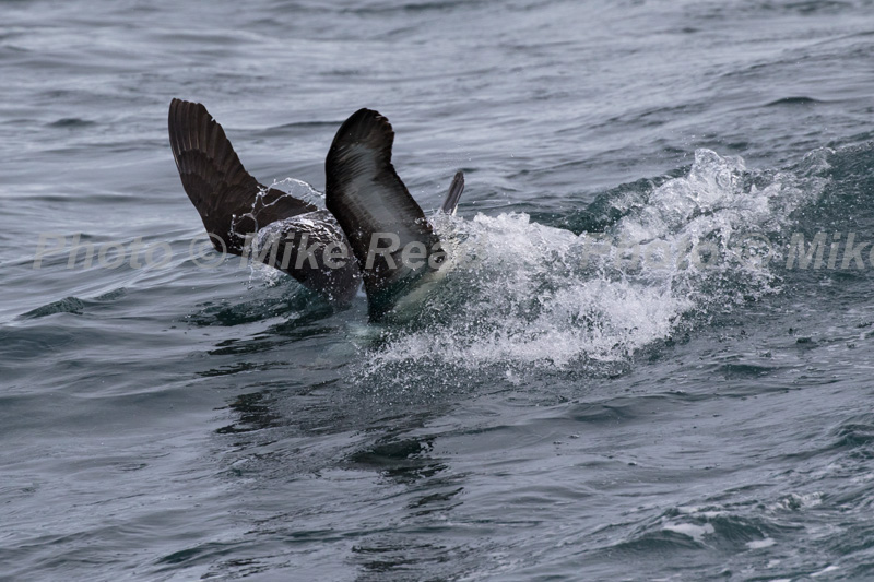 Black-browed albatross Thalassarche melanophrys landing on the sea and feeding near Kidney Island Falkland Islands British Overseas Territory UK December 2016