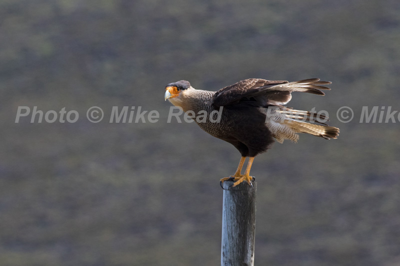 Southern crested caracara Caracara plancus perched on fence post Saunders Island Falkland Islands British Overseas Territory UK November 2016