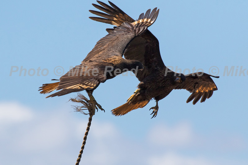 Striated caracara Phalcoboenus australis two playing with rope that was hanging down beside a skip Saunders Island Falkland Islands British Overseas Territory UK November 2016