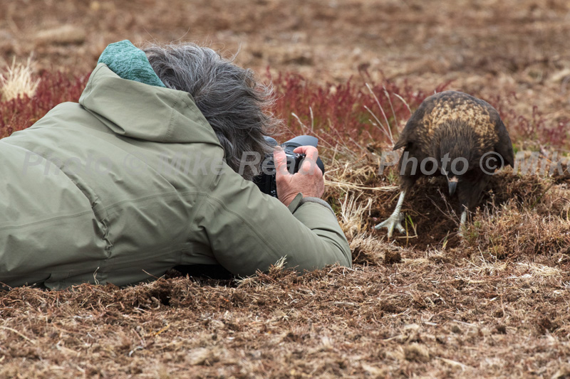 Striated caracara Phalcoboenus australis searching in rough grassland for food with nearby photographer Sealion Island Falkland Islands British Overseas Territory UK December 2016