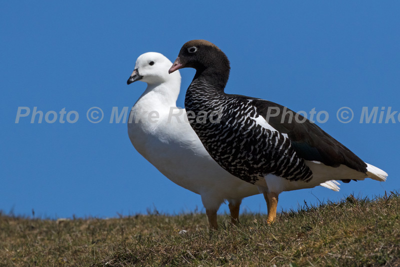 Kelp goose Chloephaga hybrida malvinarum pair on grassland Saunders Island Falkland Islands British Overseas Territory UK