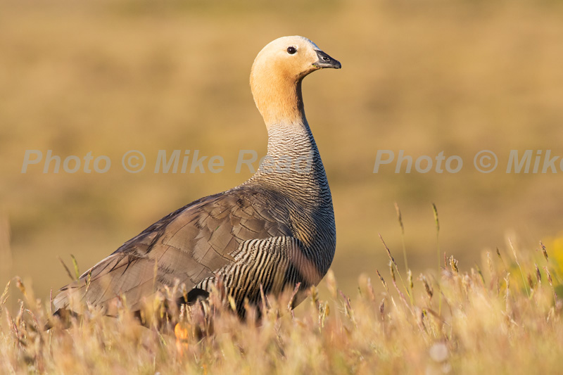 Ruddy-headed goose Chloephaga rubidiceps on grassland Darwin Falkland Island British Overseas Territory UK