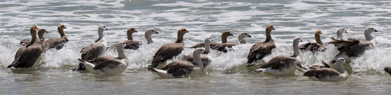Upland goose Chloephaga picta leucoptera flock rushing into the sea Pebble Island Falkland Islands British Overseas Territory UK
