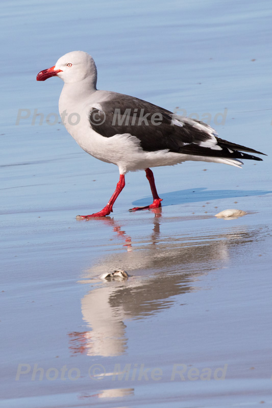 Dolphin gull Leucophaeus scoresbii in shallow water at edge of sea Pebble Island Falkland Islands British Overseas Territory UK
