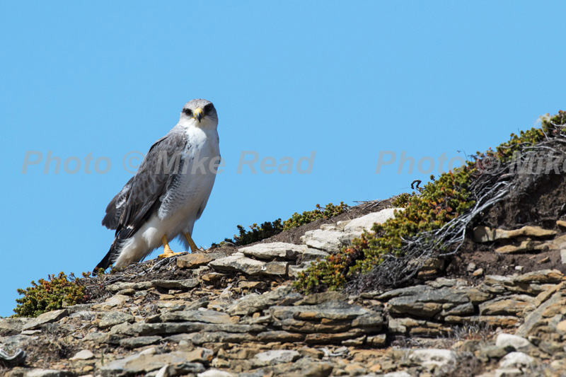 Variable hawk Buteo polyosoma male perched on a rock Saunders Island Falkland Islands British Overseas Territory UK