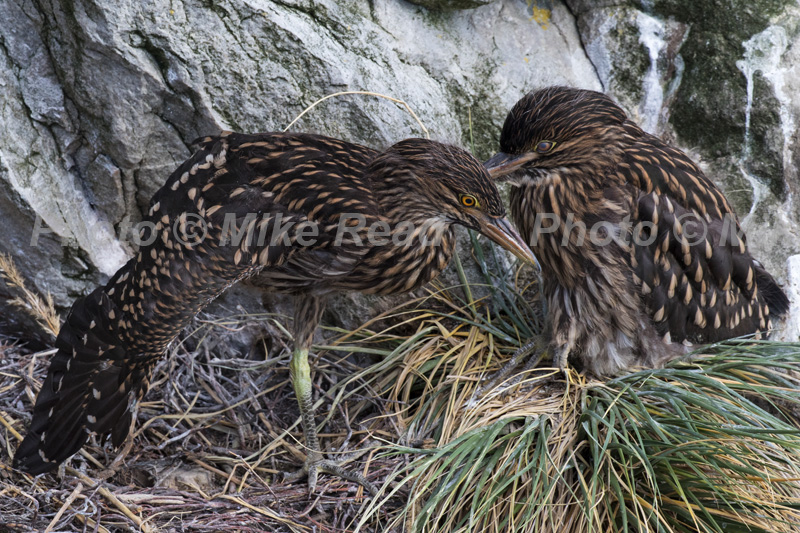 Black-crowned night heron Nycticorax nycticorax two juveniles in nest on a cliff Gypsy Cove Falkland Islands British Overseas Territory UK