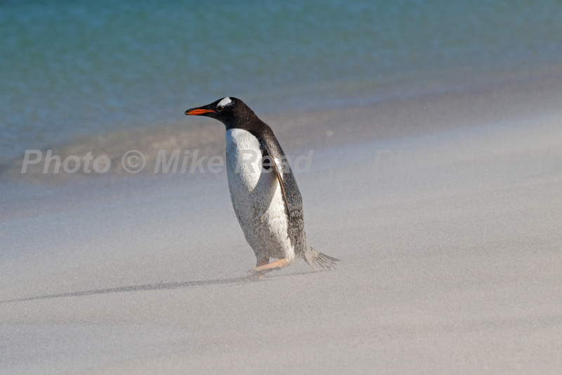 Gentoo penguin Pygoscelis papua in wind blown sand on a beach Bleaker Island Falkland Islands British Overseas Territory UK