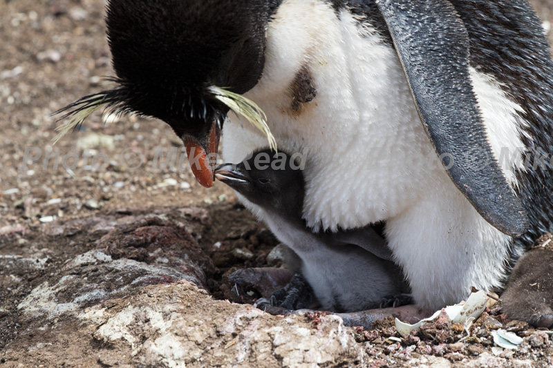 Rockhopper penguin Eudyptes chrysocome adult feeding young chick on nest Pebble Island Falkland Islands British Overseas Territory