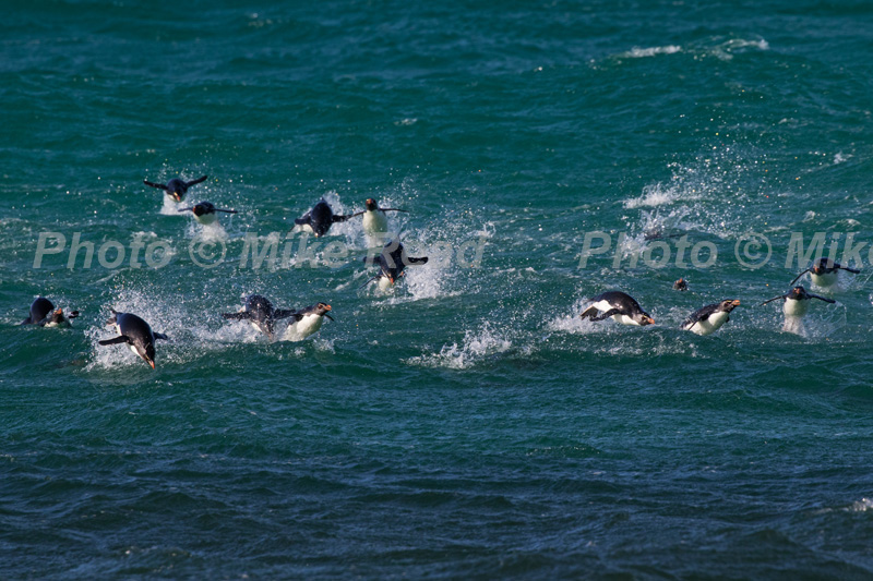 Rockhopper penguin Eudyptes chrysocome group porpoising in the sea towards Saunders Island, Falkland Islands, British Overseas Territory, UK