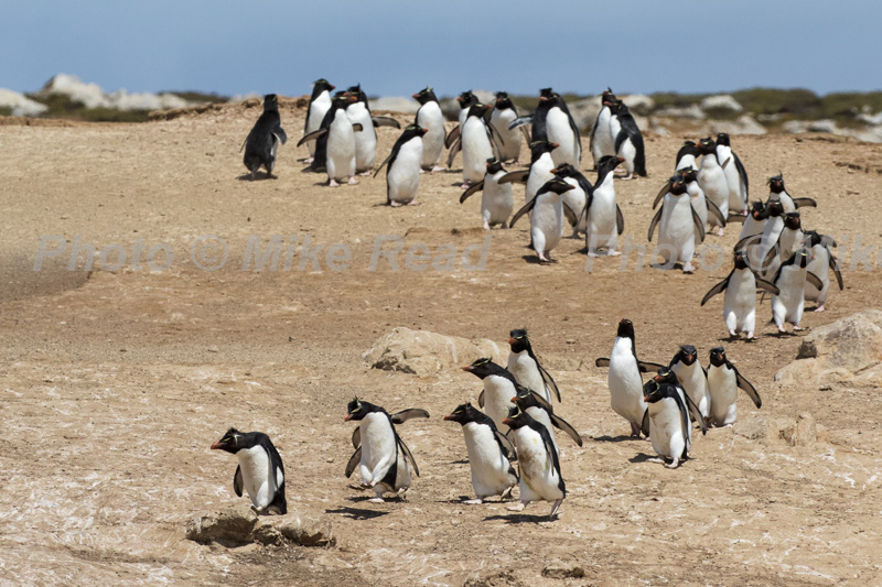 Rockhopper penguin Eudyptes chrysocome adults going to and from nesting colony, Pebble Island, Falkland Islands, British Overseas Territory, UK