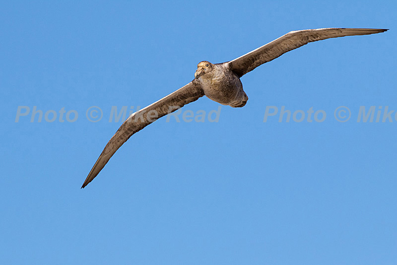 Southern giant petrel Macronectes giganteus in flight off Pebble Island, Falkland Islands, British Overseas Territory, UK