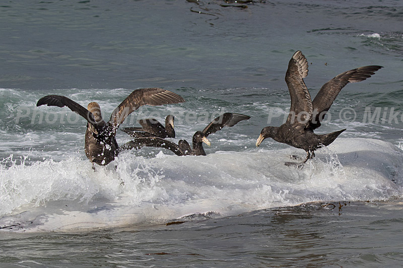 Southern giant petrel Macronectes giganteus trying to keep balance on carcass of Killer Whale Orcinus orca off Sealion Island Falkland Islands British Overseas Territory UK