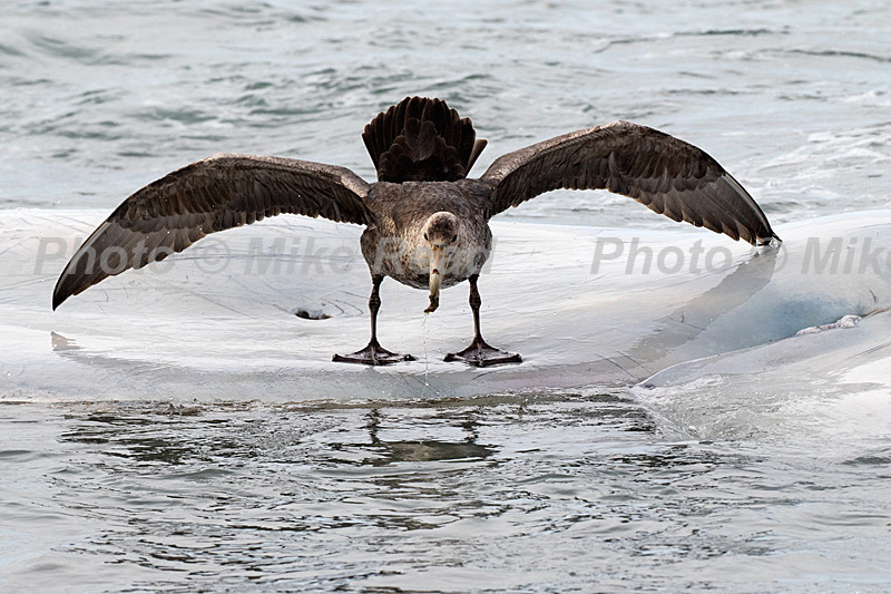 Southern giant petrel Macronectes giganteus trying to keep balance on slippery dead Killer Whale Orcinus orca off Sealion Island Falkland Islands British Overseas Territory UK